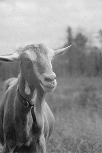 Billy Goat