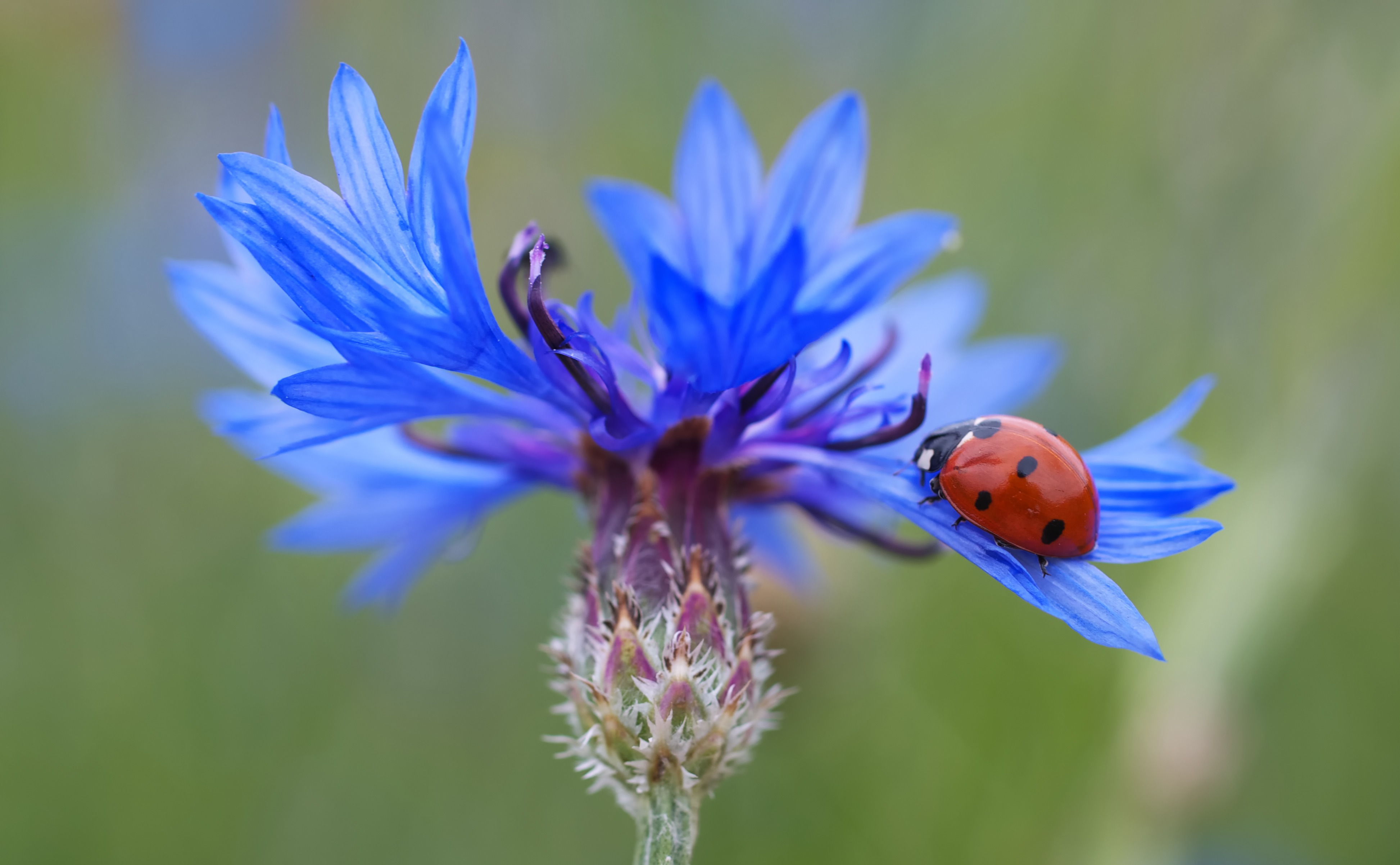 cornflower_ladybug_siebenpunkt