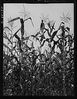 Corn field, Library of Congress