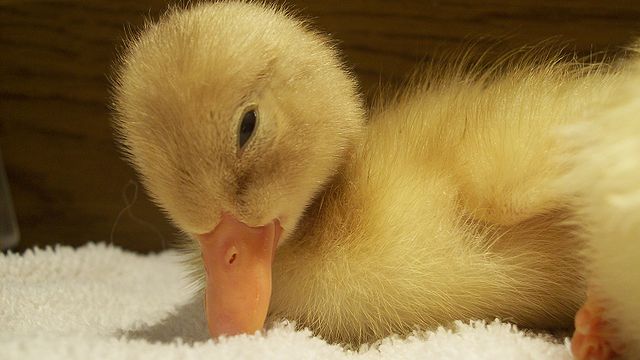 Baby Pekin Duck