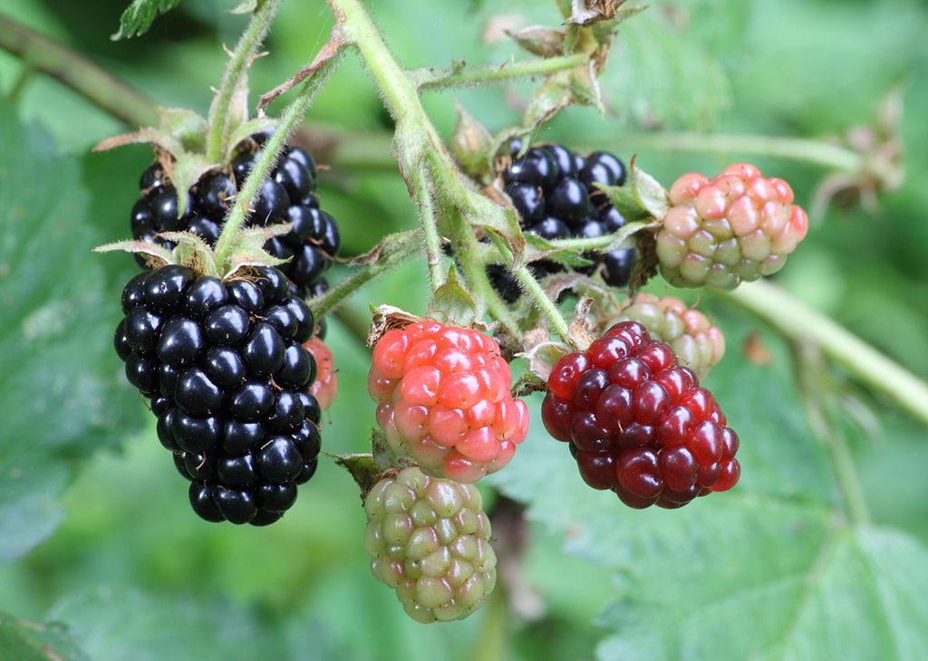 Blackberries 1024