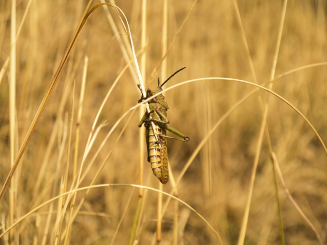 Locust, Public Domain from pixabay.com